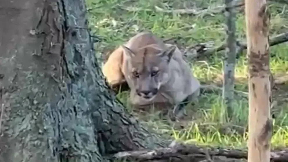 Video: alerta por un puma suelto en un distrito bonaerense