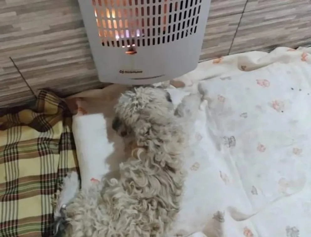 La historia con final feliz de Lolito, un perrito en busca de un hogar